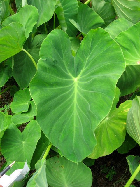 Taro Leaves