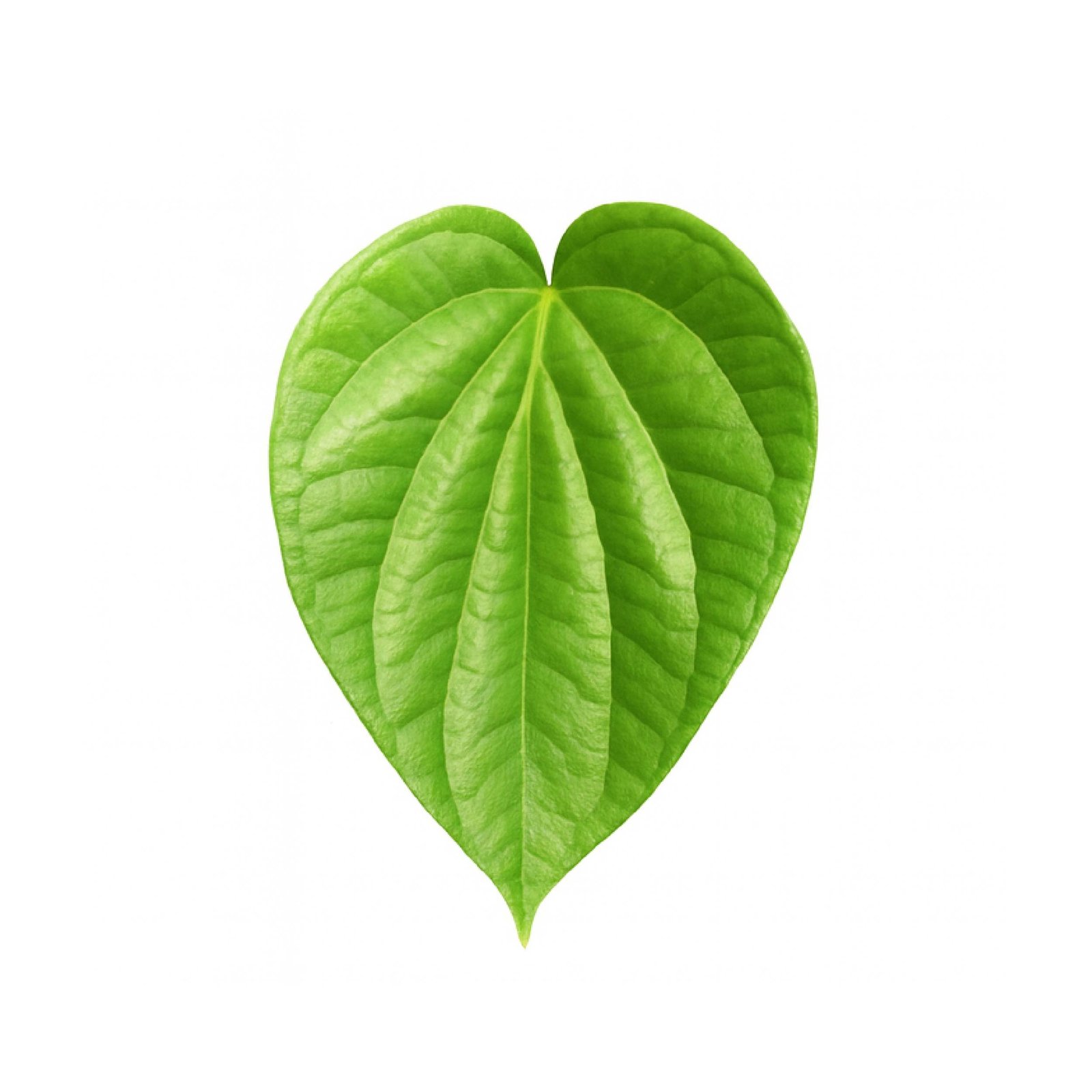 Betel Leaf (Pan - Kapuri)