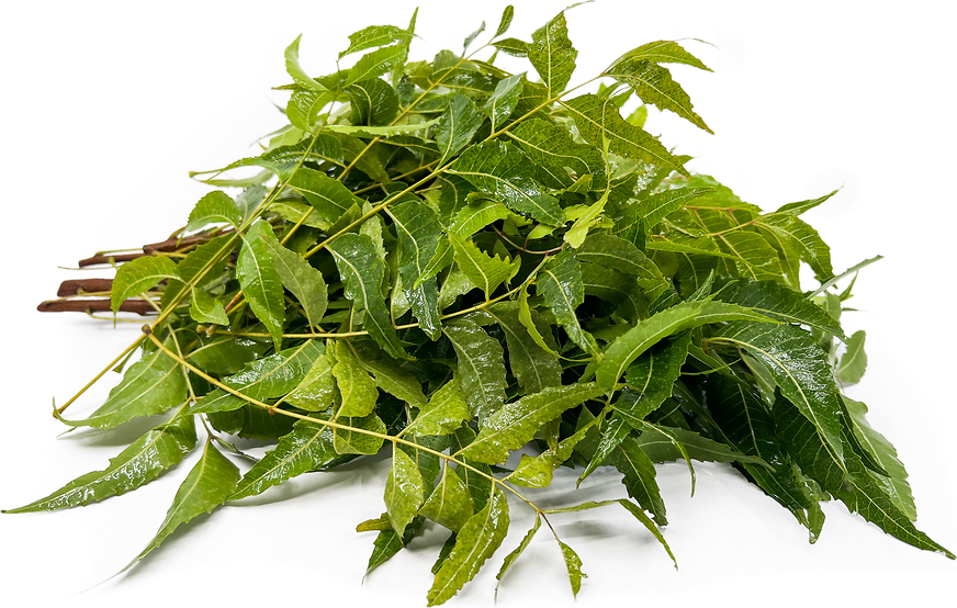 Leaf - Neem