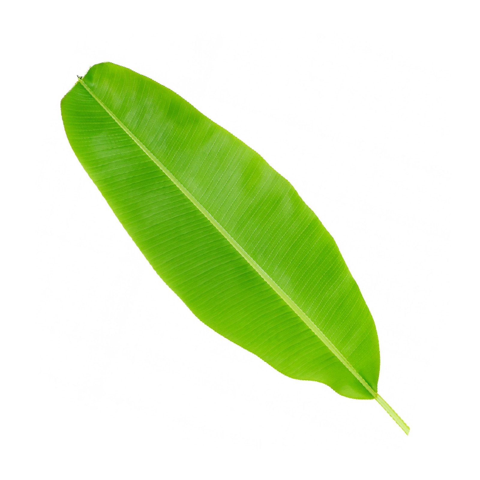 Banana Leaf