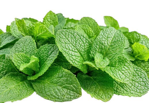 Mint Leaf