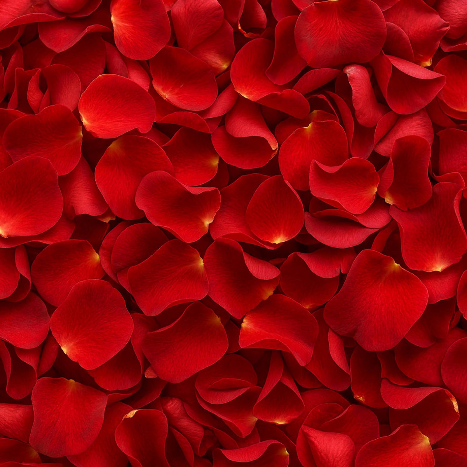 Flower - Rose Petals