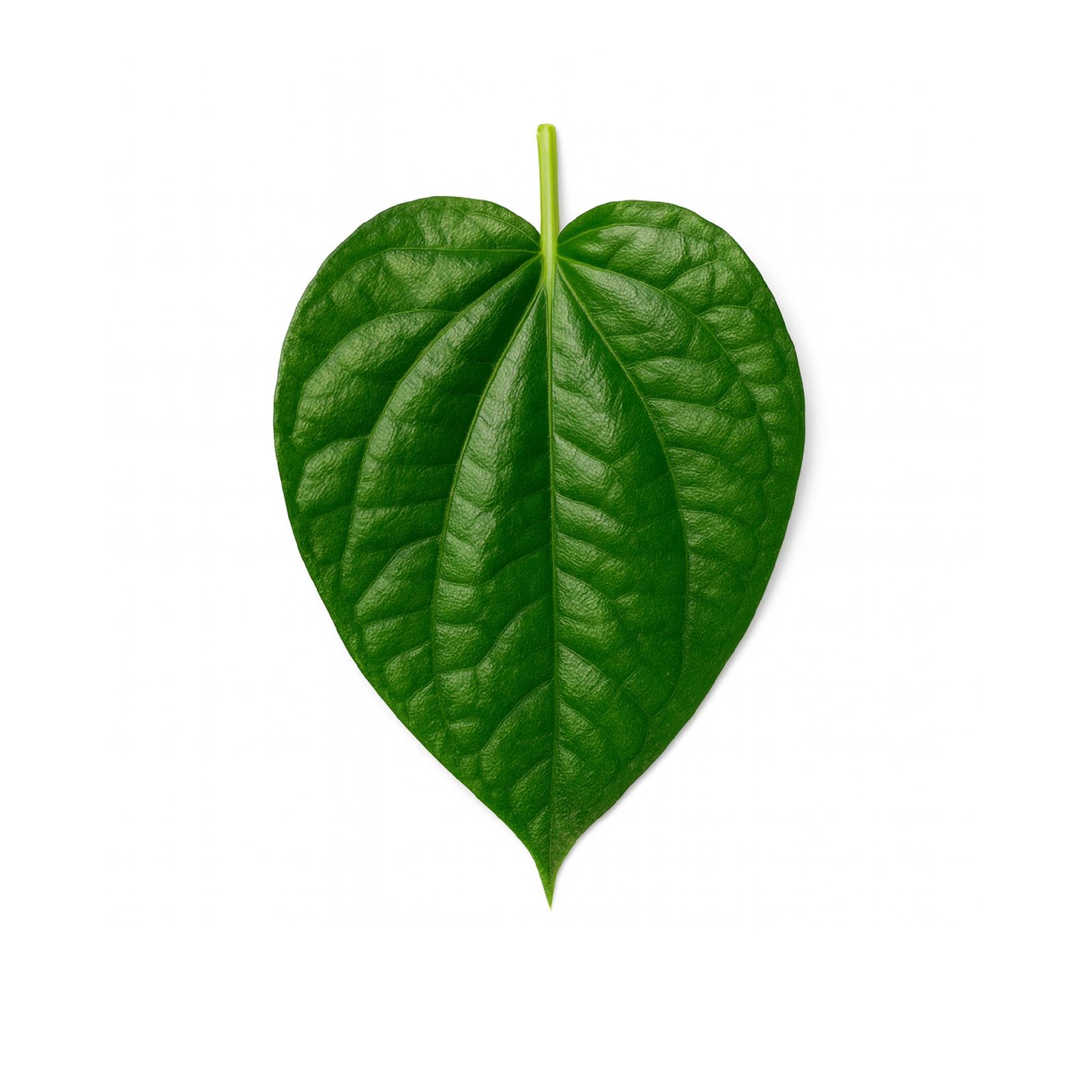 Betel Leaf (Pan - Calcutta)