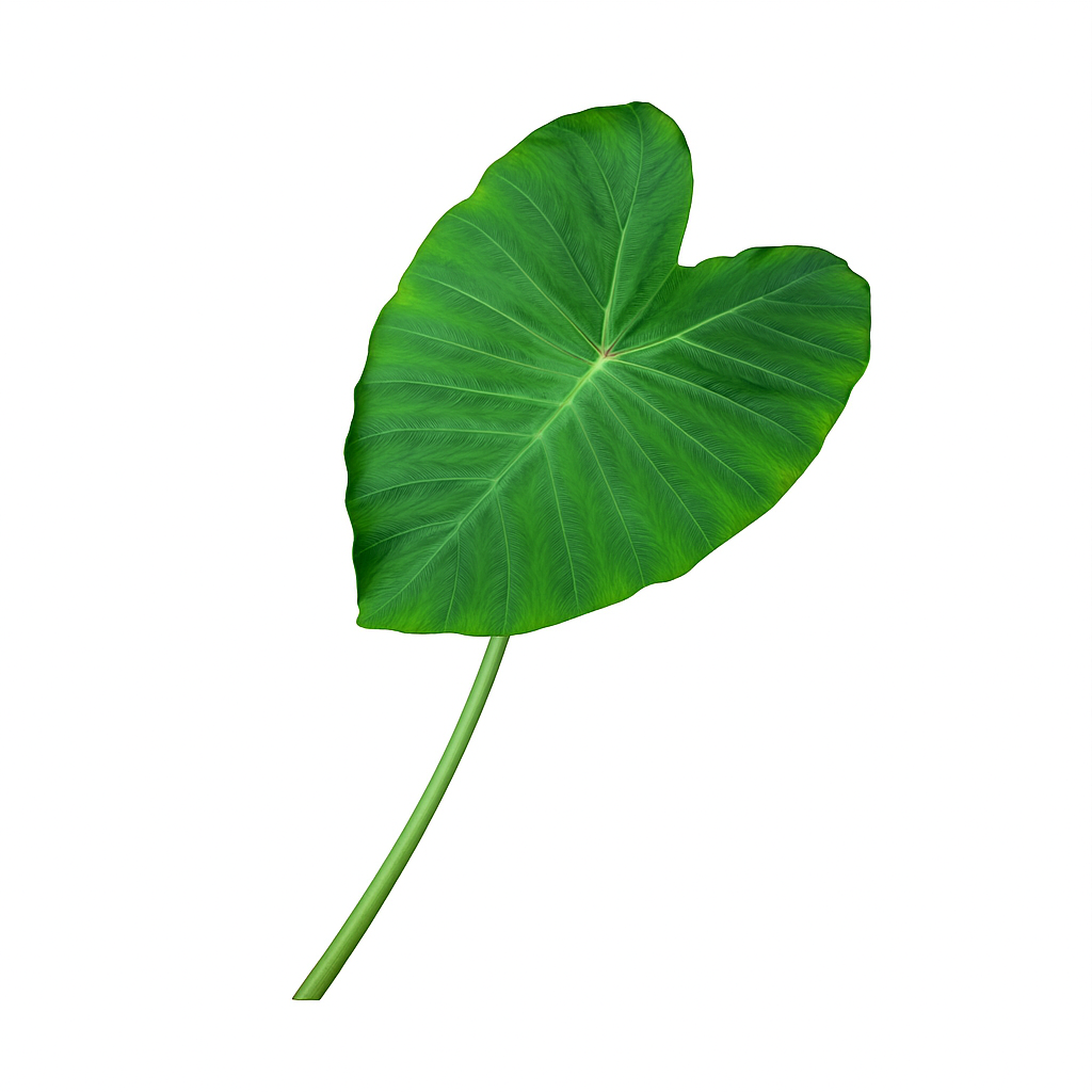 Taro Leaves